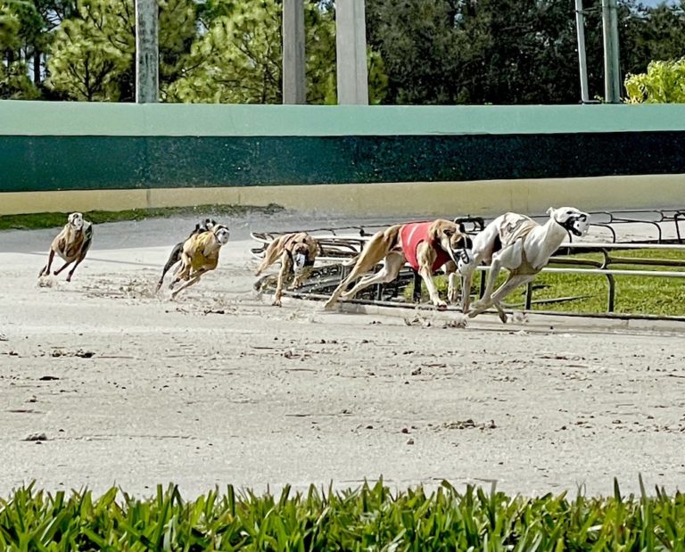 Dog Racing’s Final Lap at Palm Beach Kennel Club.