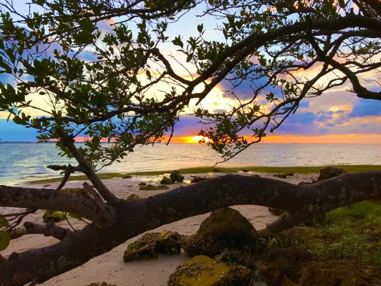 Escape to Beautiful Emerson Point Preserve in Palmetto Florida
