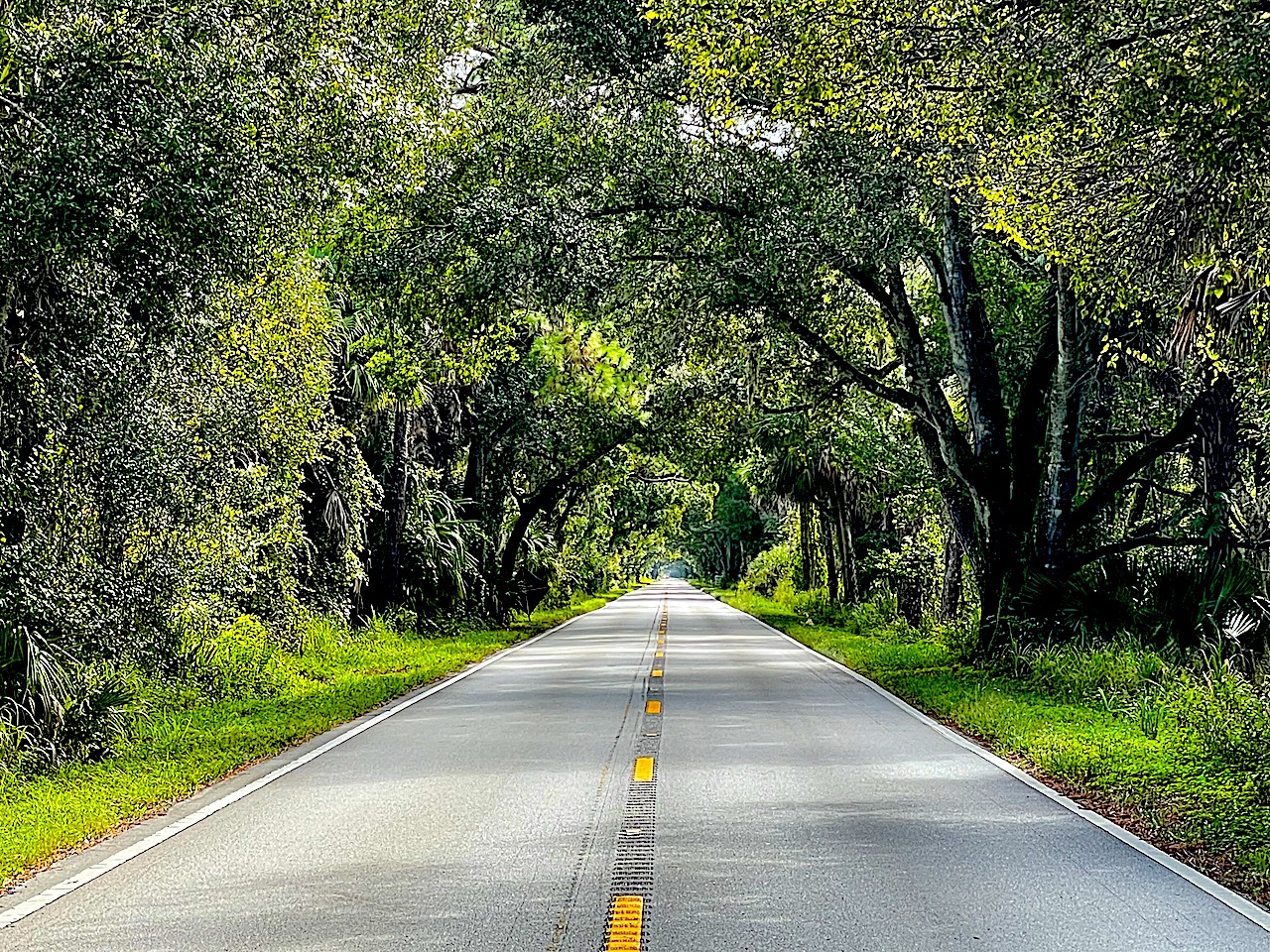 Martin County Canopy Roads All Around The Bend 8618