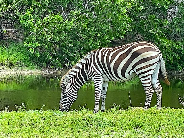 Welcome to Lion Country Safari
