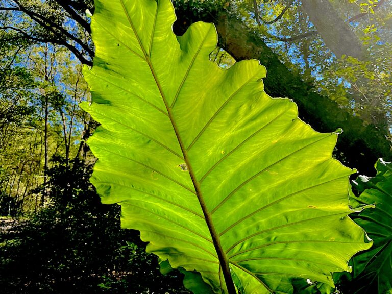 Beautiful Kanapaha Botanical Gardens