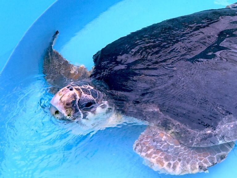 The Terrific Turtles of the Loggerhead Marinelife Center