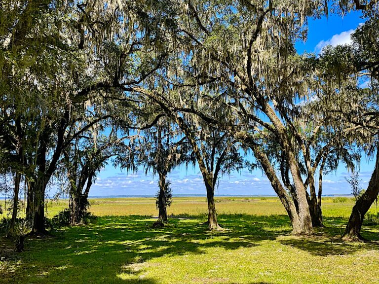 You’ll Love It When You Visit Paynes Prairie State Park