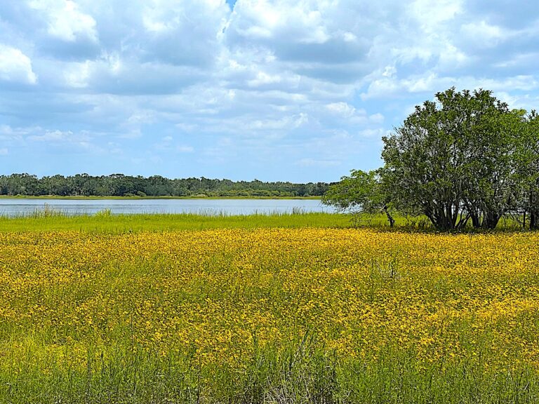 Get Lost in Nature at Myakka River State Park
