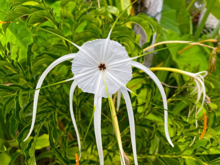 Connect with Nature at Florida’s Beautiful Botanical Gardens
