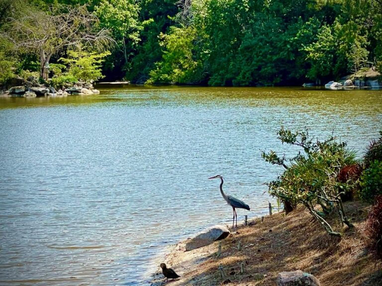 A Visit to the Beautiful Morikami  Japanese Gardens