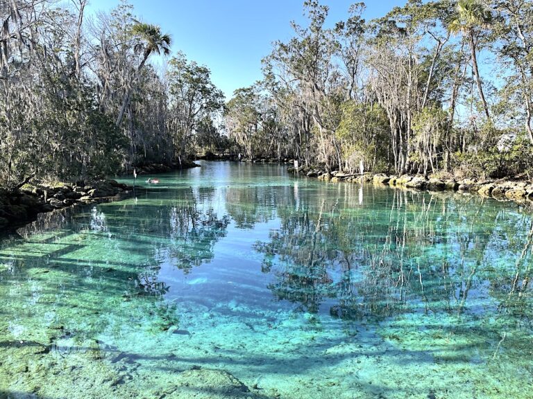 Crystal River: The Manatee Capital of the World